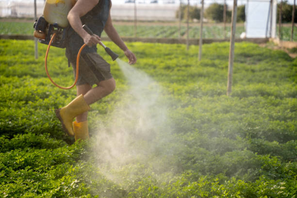 Best Local Pest Control Services  in Burke, VA