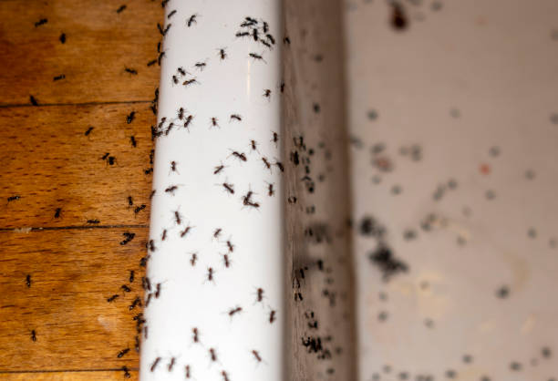 Best Best Pest Control Near Me  in Burke, VA
