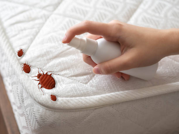 Best Mosquito Control Services  in Burke, VA