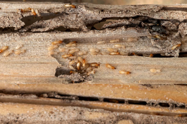 Best Pest Inspection Near Me  in Burke, VA