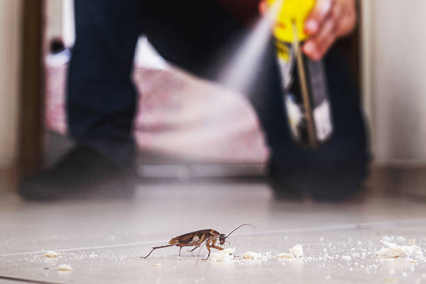 Best Wasp Removal Services  in Burke, VA